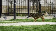 Бродячих собак в Крымске