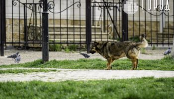 Бродячих собак в Крымске