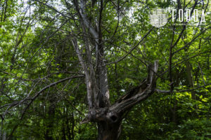 место строительства школы искусств в Крымске (22)