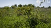 В Крымском районе могут ввести ограничения на землю из-за нефтепровода