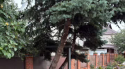 Жительница Крымска пожаловалась на изуродованные голубые ели