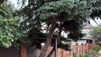 Жительница Крымска пожаловалась на изуродованные голубые ели