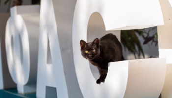 Тендер по инвертаризации кладбища в Крымске снова оспорили