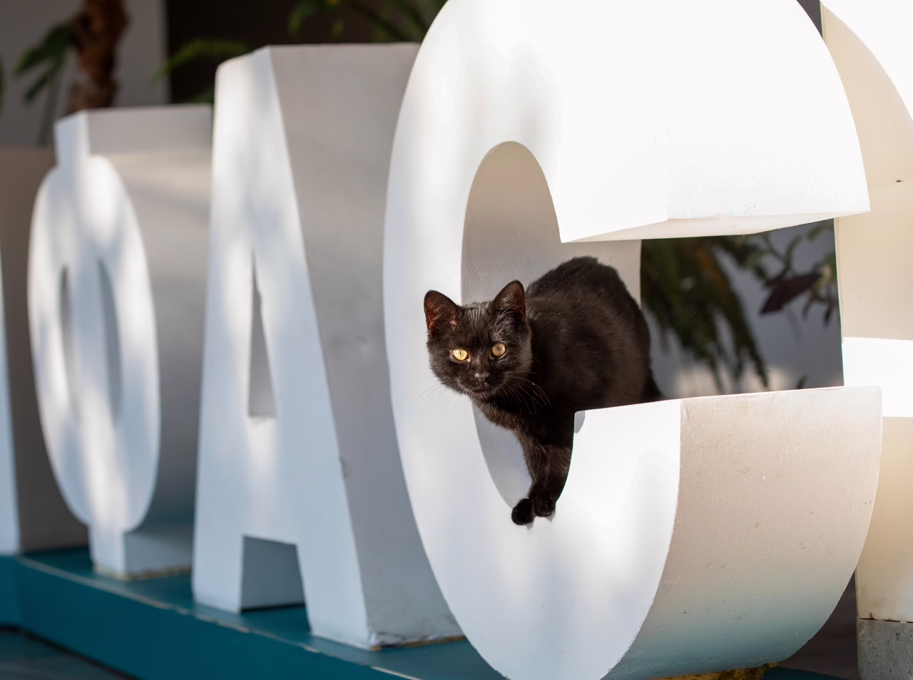 Тендер по инвертаризации кладбища в Крымске снова оспорили