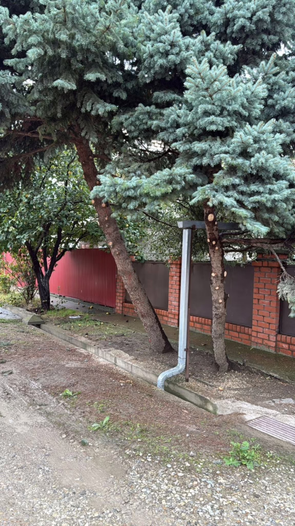 Жительница Крымска пожаловалась на изуродованные голубые ели