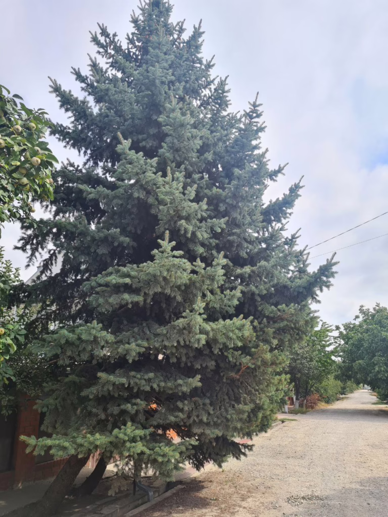 Жительница Крымска пожаловалась на изуродованные голубые ели