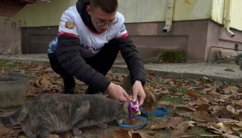 Как в Крымске помогают бездомным животным волонтеры и власти