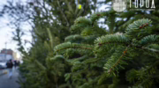 В Крымске сразу в шести местах начнут продавать ёлки