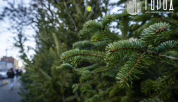 В Крымске сразу в шести местах начнут продавать ёлки