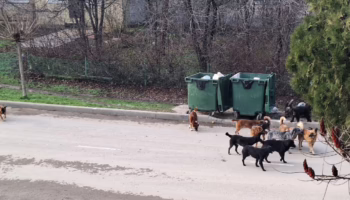 1,19 миллионов рублей потратят на работу с бездомными животными в Крымске