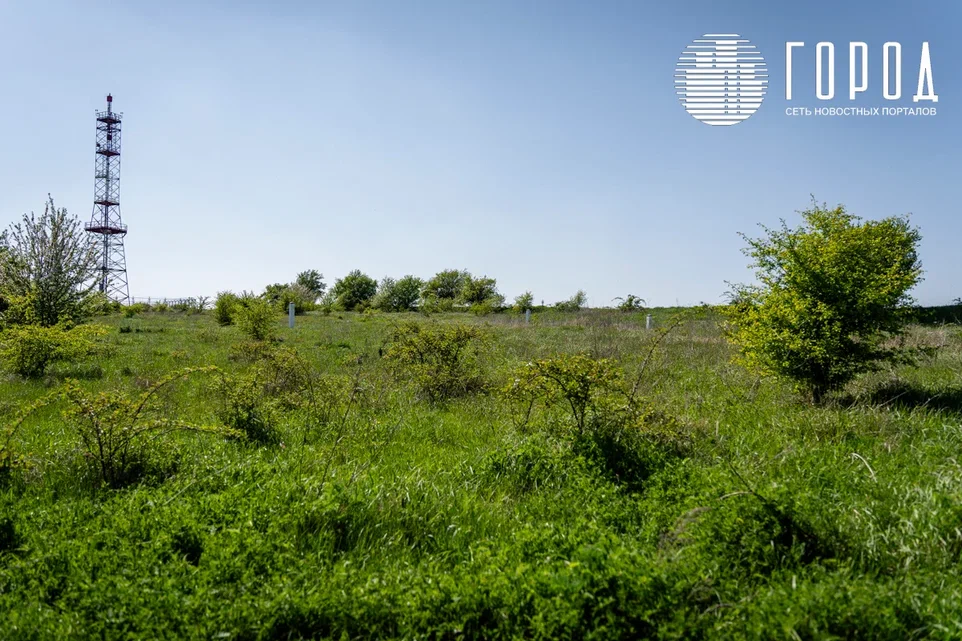 В Крымском районе создана комиссия для борьбы с амброзией