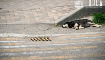 В Крымске не нашли виновных в массовой гибели собак на территории частного приюта