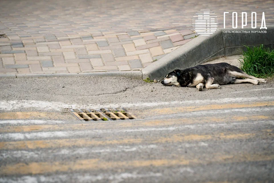 В Крымске не нашли виновных в массовой гибели собак на территории частного приюта