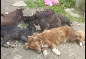 Массовая гибель собак произошла в частном приюте Крымска