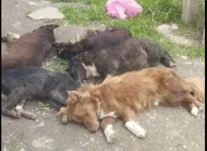 Массовая гибель собак произошла в частном приюте Крымска