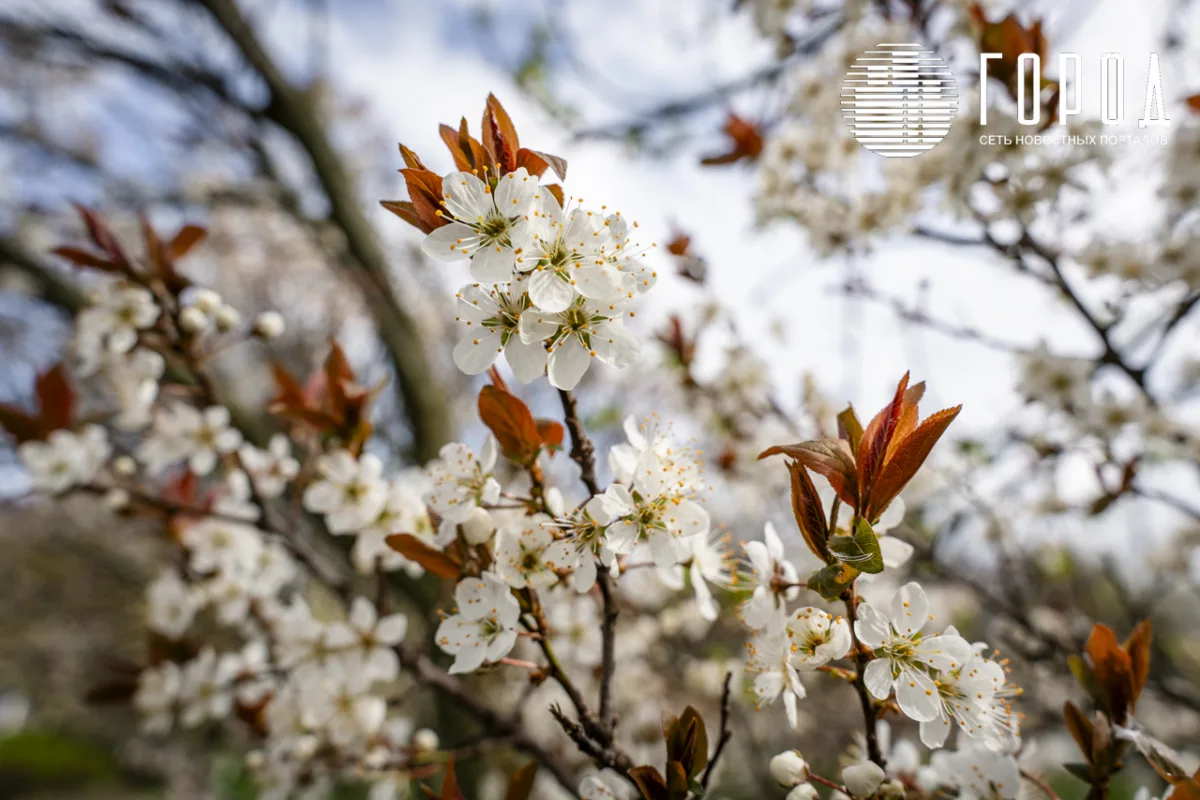 Розовые облака над Крымском: фотограф прошелся по цветущему городу