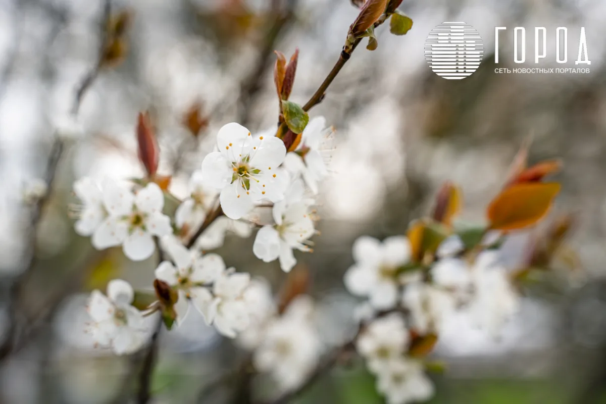 Розовые облака над Крымском: фотограф прошелся по цветущему городу