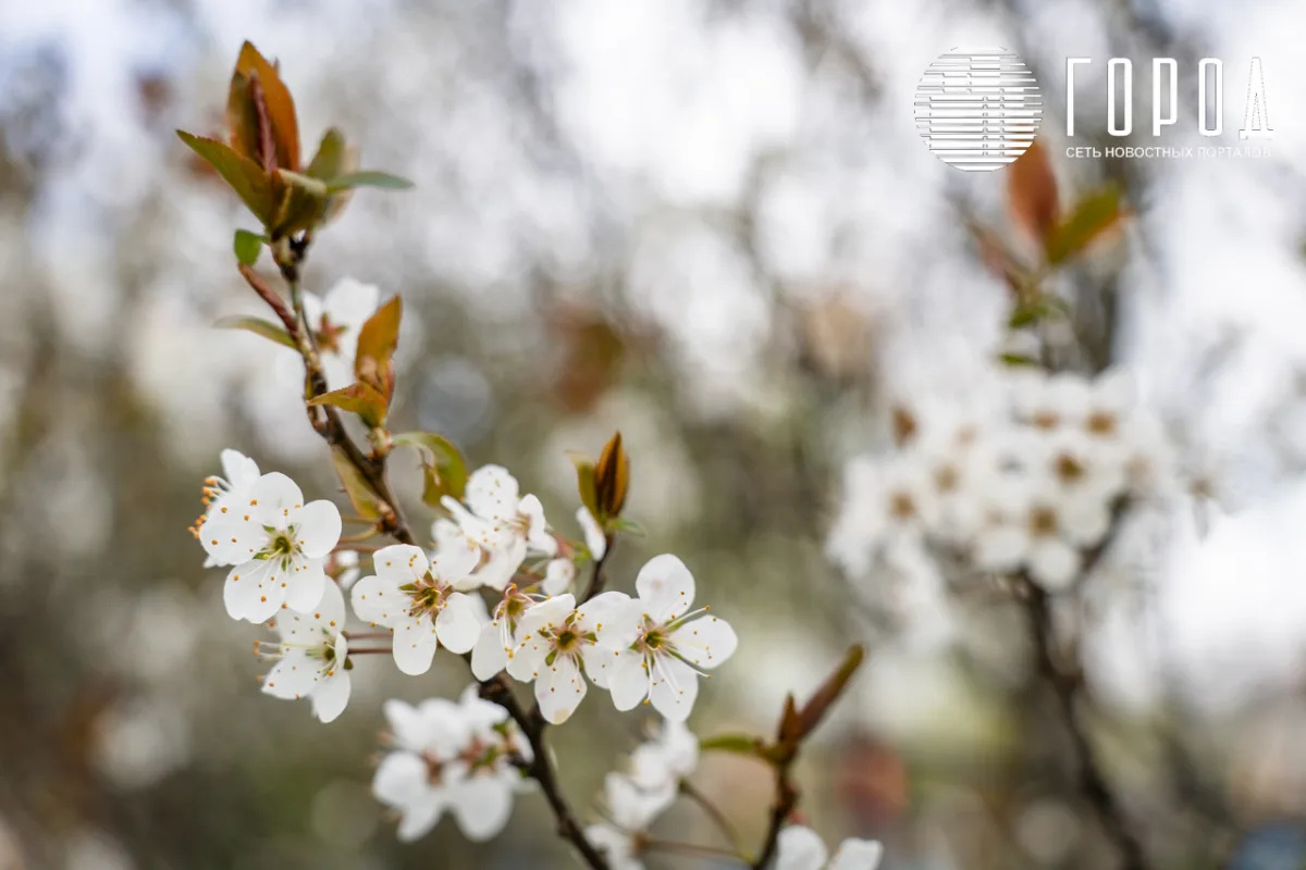 Розовые облака над Крымском: фотограф прошелся по цветущему городу