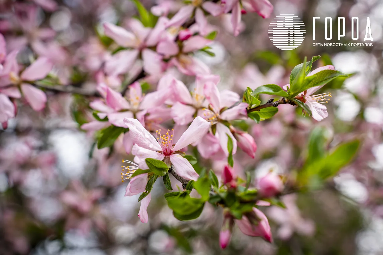 Цветущий Крымск