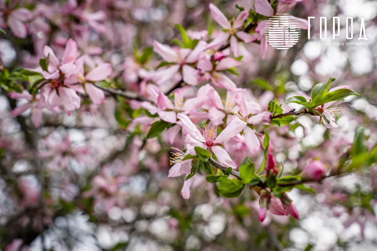 Розовые облака над Крымском: фотограф прошелся по цветущему городу