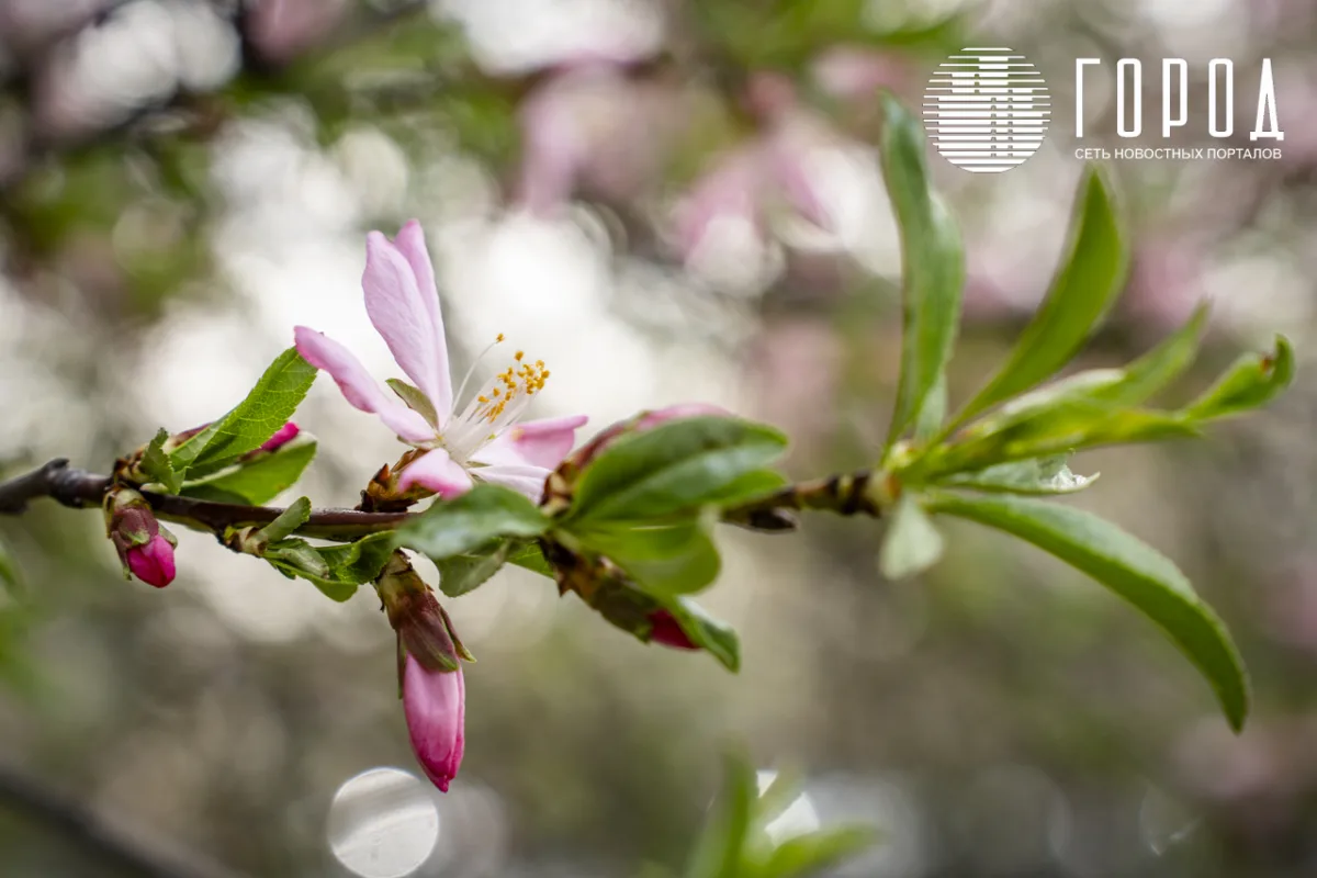 Розовые облака над Крымском: фотограф прошелся по цветущему городу