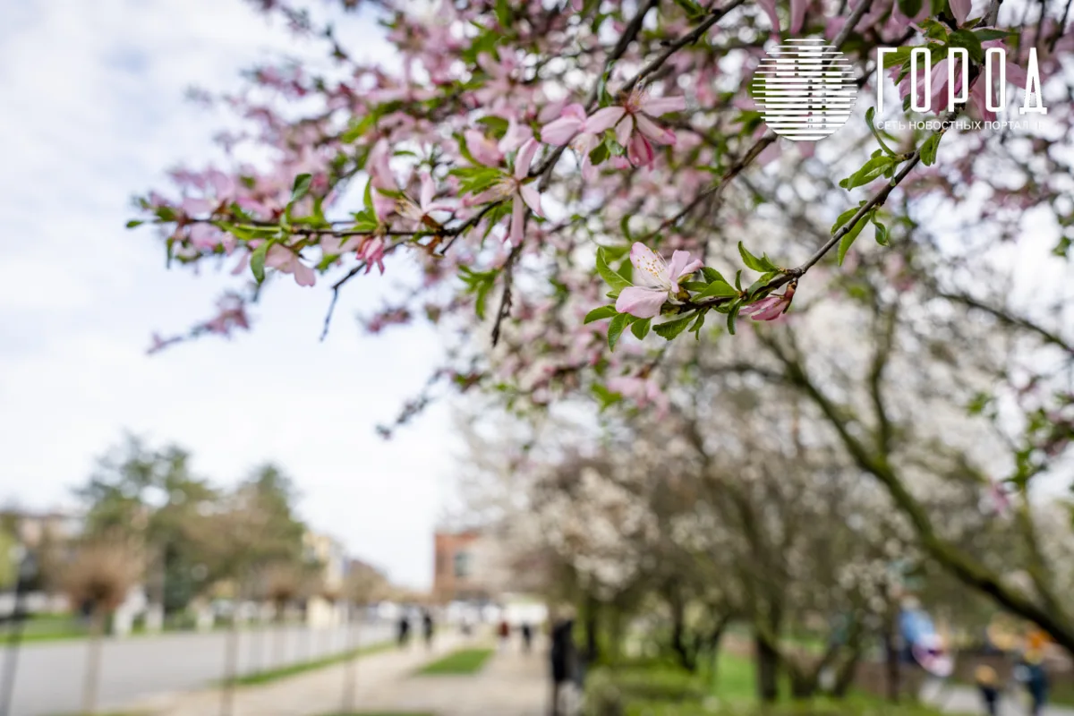Розовые облака над Крымском: фотограф прошелся по цветущему городу
