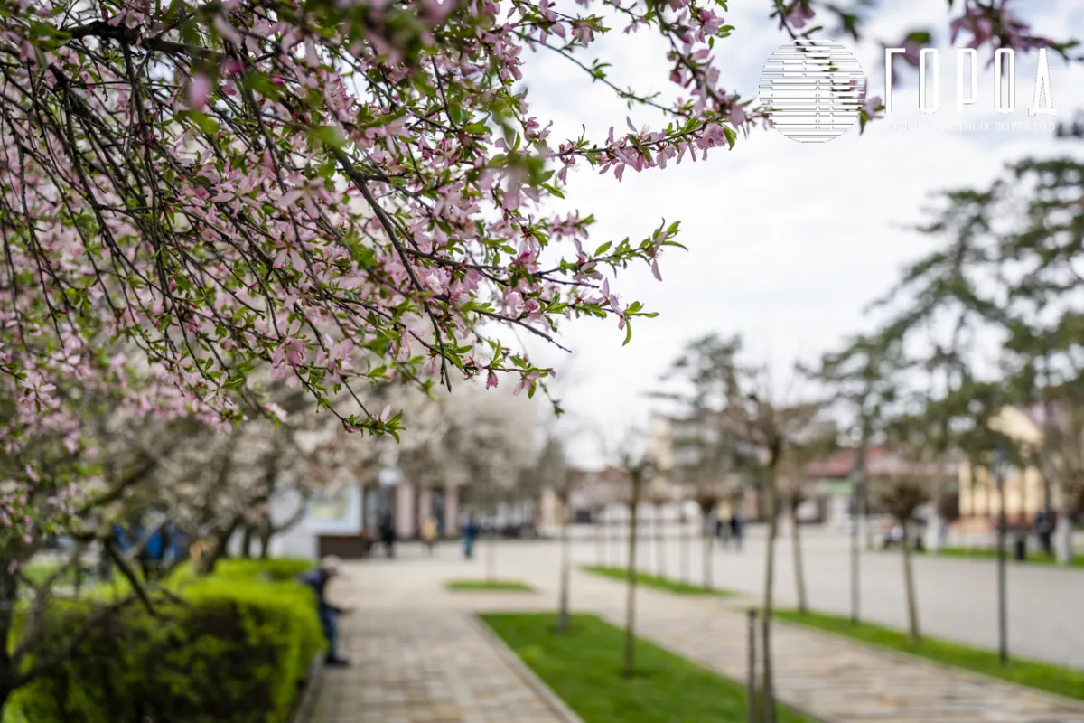 Розовые облака над Крымском: фотограф прошелся по цветущему городу