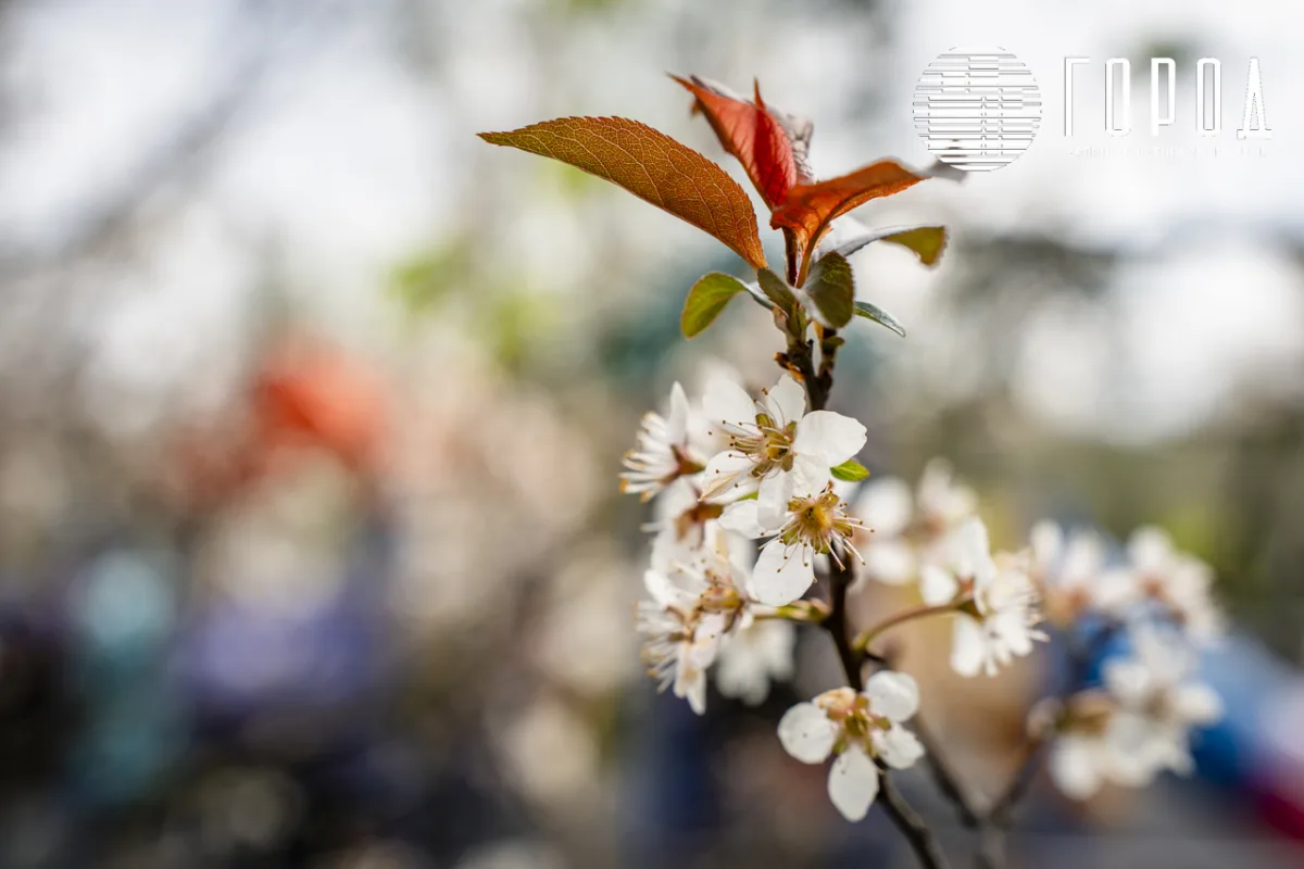 Розовые облака над Крымском: фотограф прошелся по цветущему городу