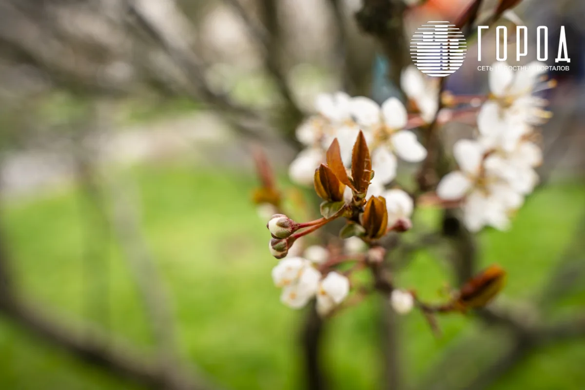 Розовые облака над Крымском: фотограф прошелся по цветущему городу