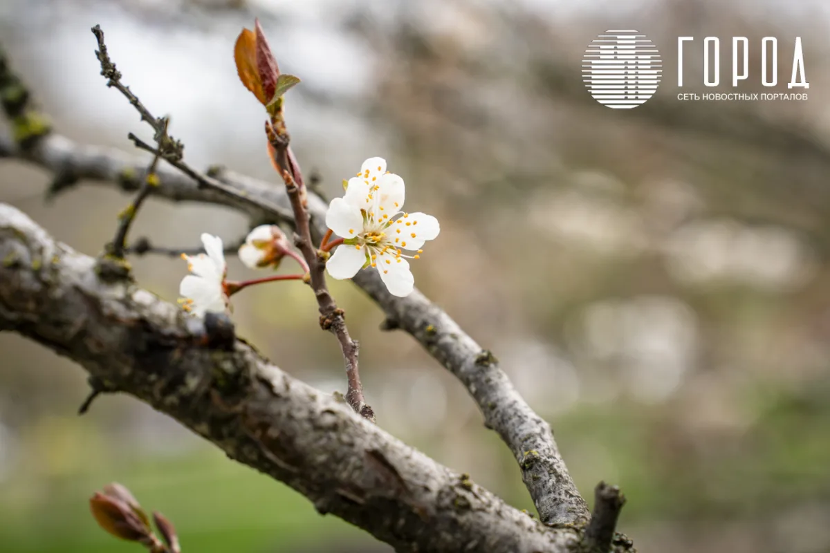 Розовые облака над Крымском: фотограф прошелся по цветущему городу