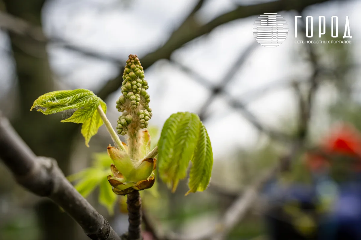 Розовые облака над Крымском: фотограф прошелся по цветущему городу