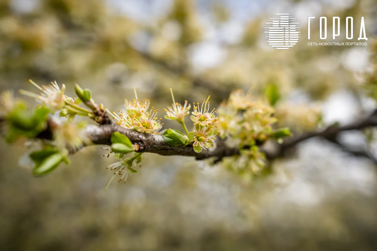 Розовые облака над Крымском: фотограф прошелся по цветущему городу