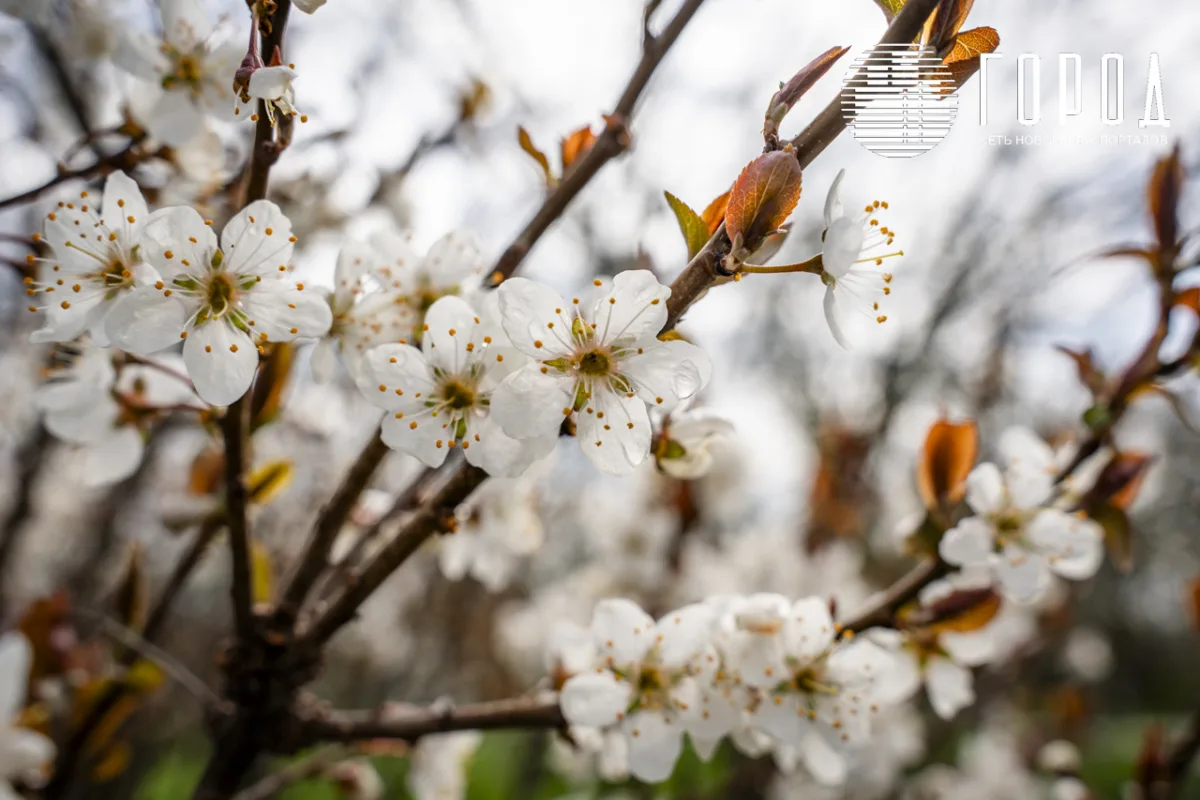 Розовые облака над Крымском: фотограф прошелся по цветущему городу