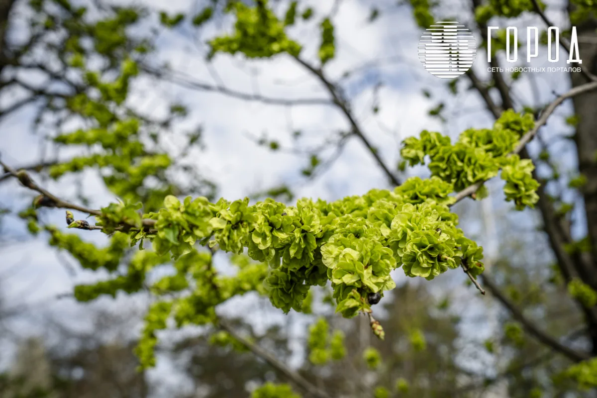 Розовые облака над Крымском: фотограф прошелся по цветущему городу