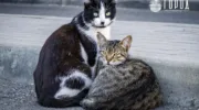 стреляют в животных