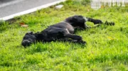 Крымский район накроет волна пожароопасной жары