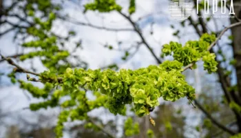 На Крымский район может обрушиться град